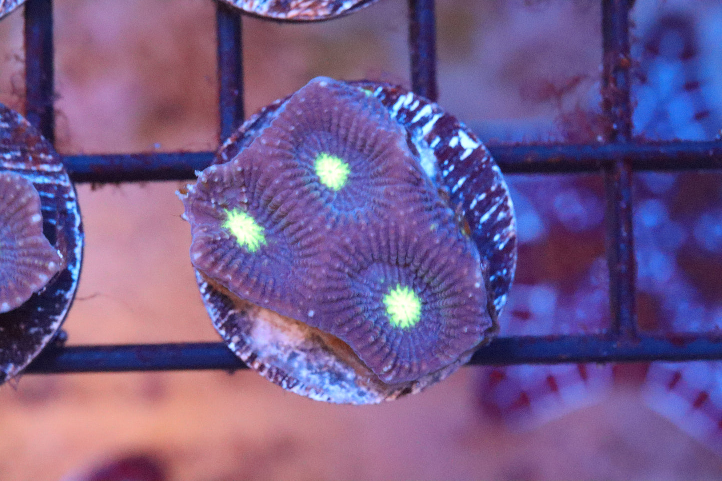 Yellow Mouth Favia (86)