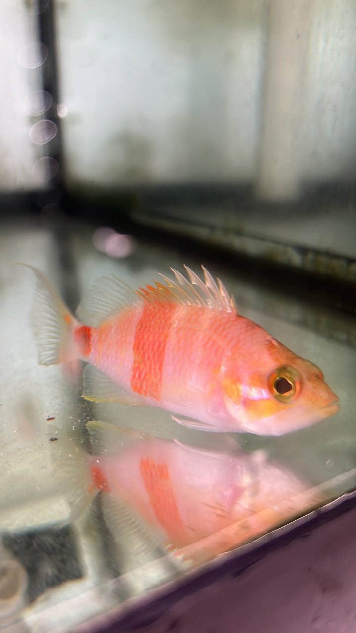 Azuma Perchlet | Plectranthias azumanus (3")
