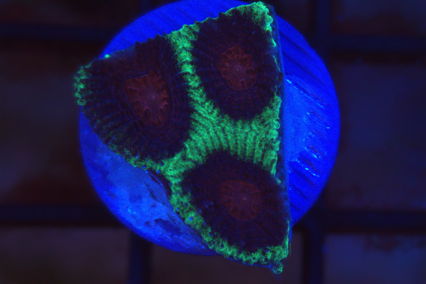 Green and Purple Favia (85)