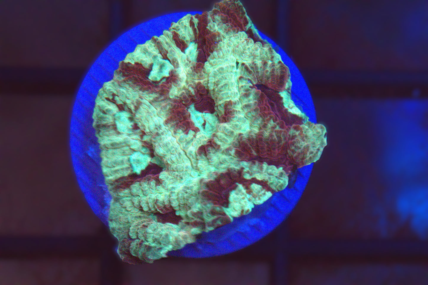 Red & Gold War Coral