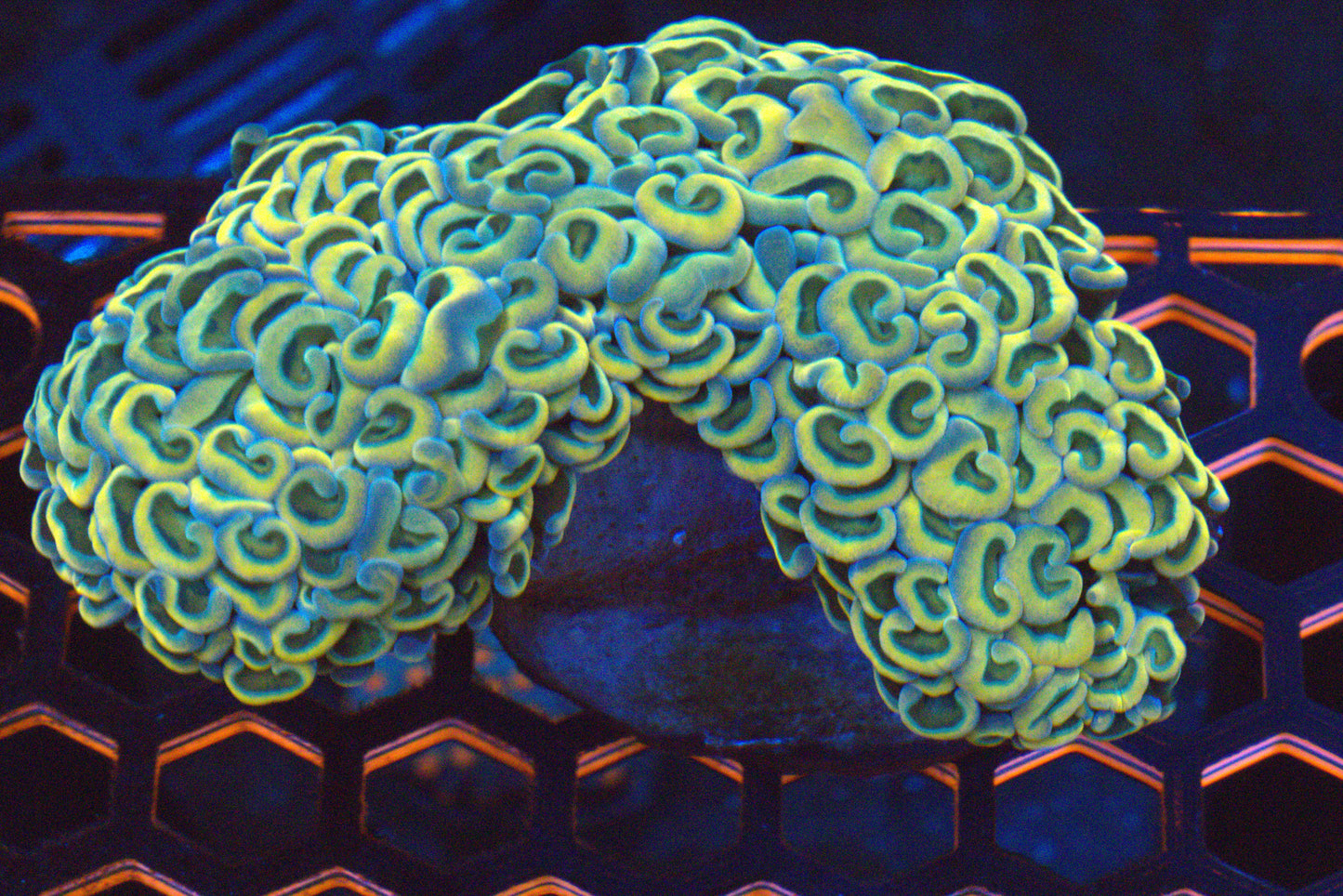 ~4" Rainbow Wall Hammer Colony