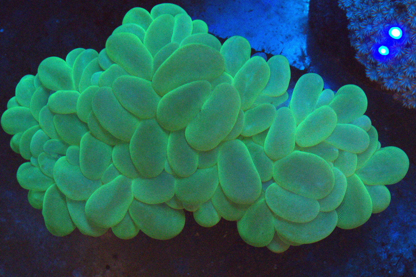 4" Neon Bubble Coral Colony