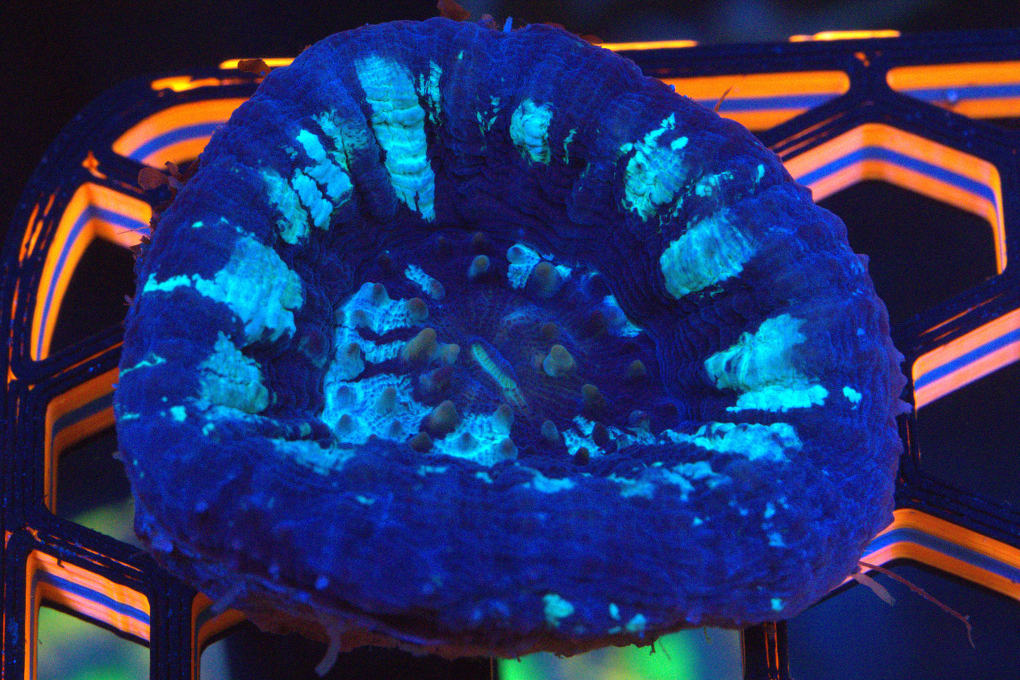 Blue Ice Scolymia