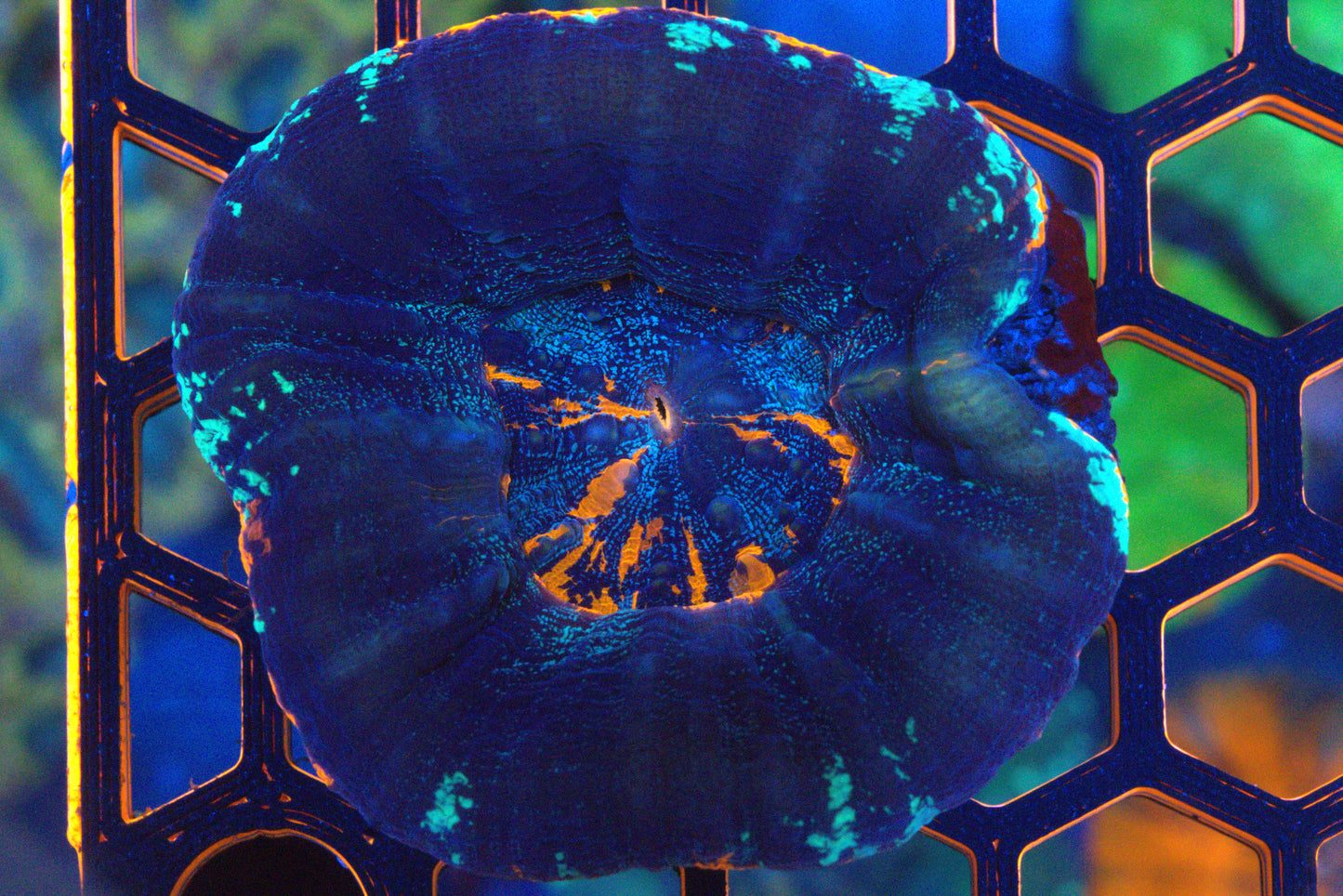 Ultra Ice Scolymia