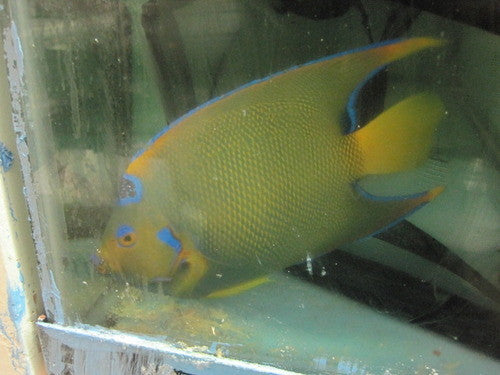 Queen Angelfish (XL 7-8”)