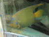 Queen Angelfish (XL 7-8”)