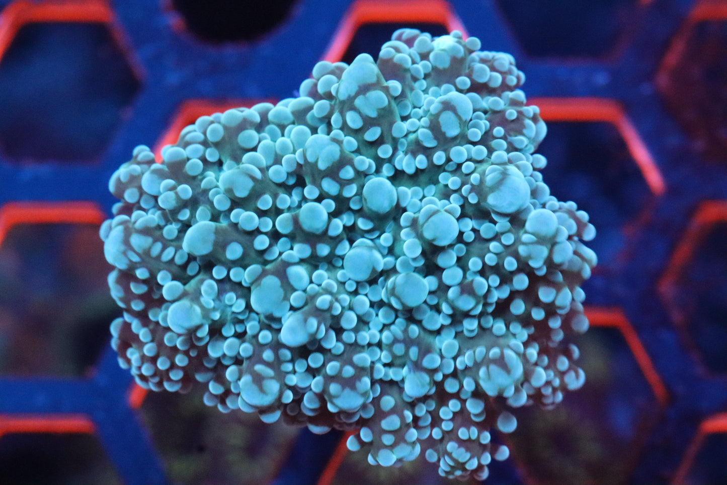 Green Octospawn