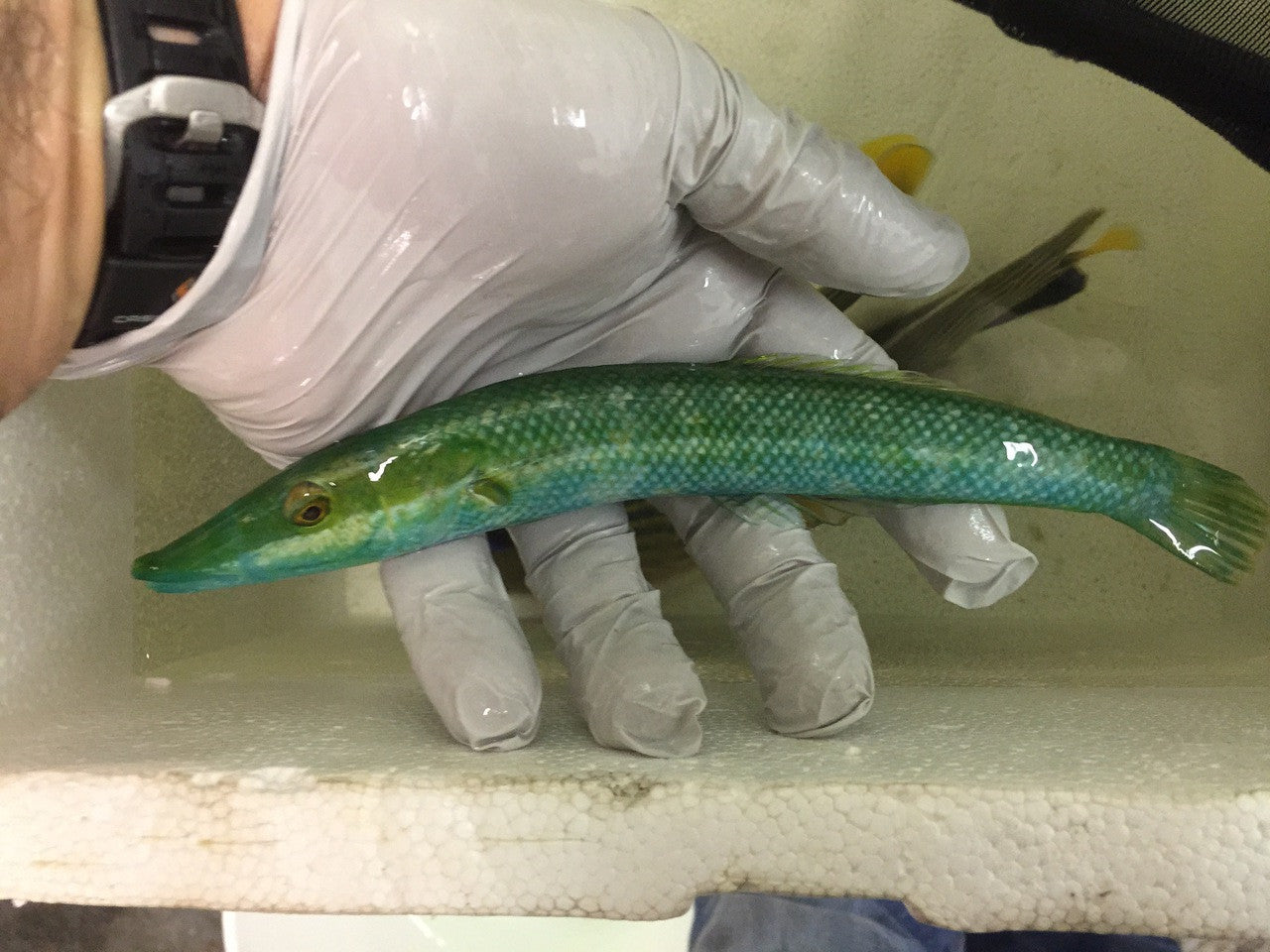 Green Cigar Wrasse | Cheilio Inermis (4")