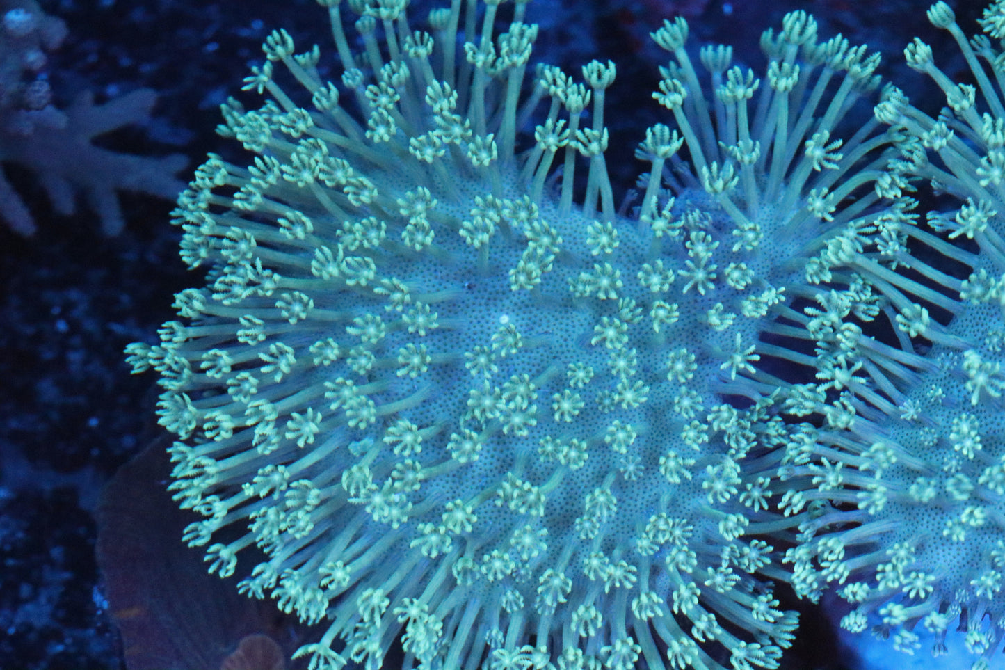 Long Polyp Green Toadstool Leather