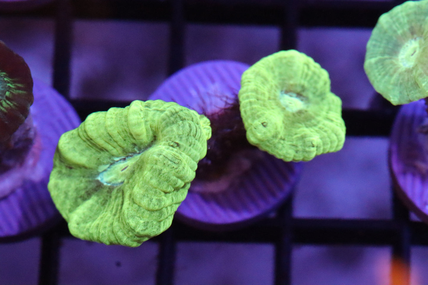 Neon Candy Cane (25)