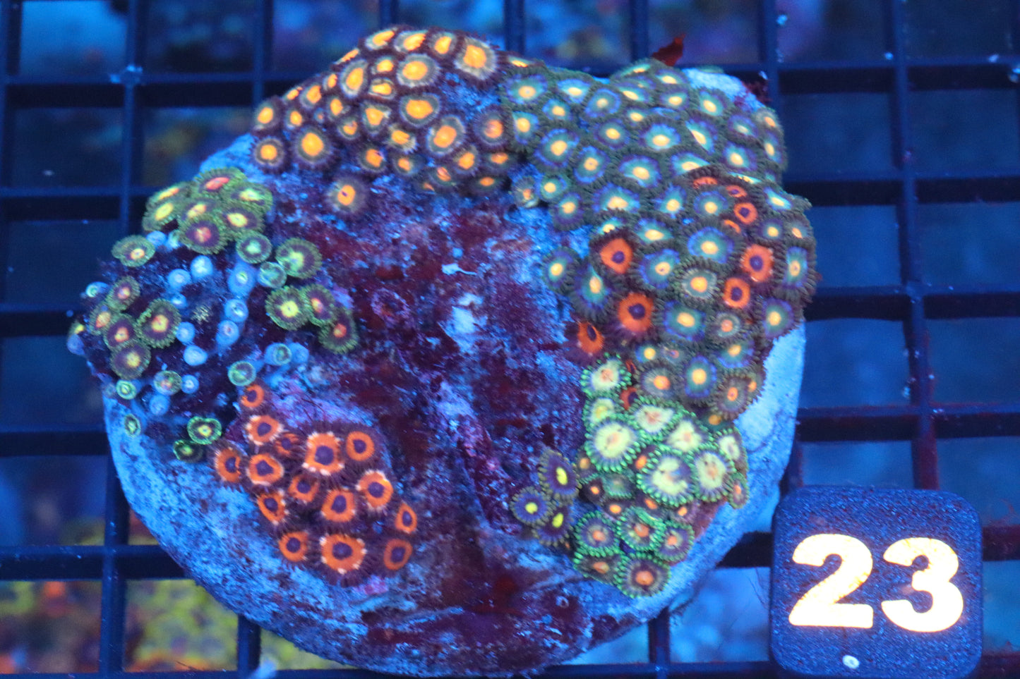 Multi Zoa Colony (#23)