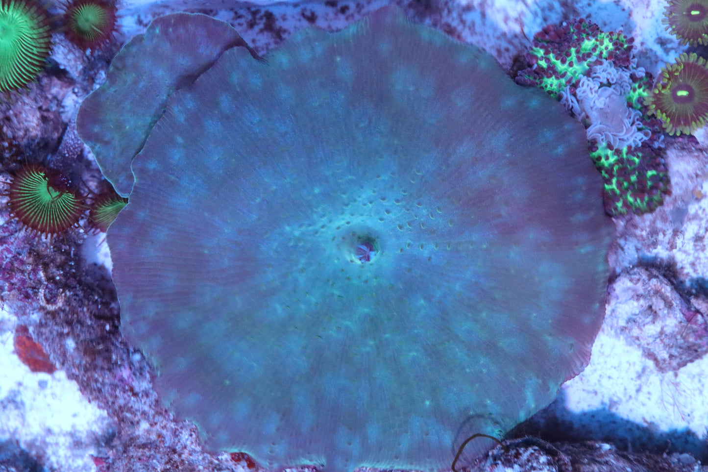 Blue/Green Discosoma