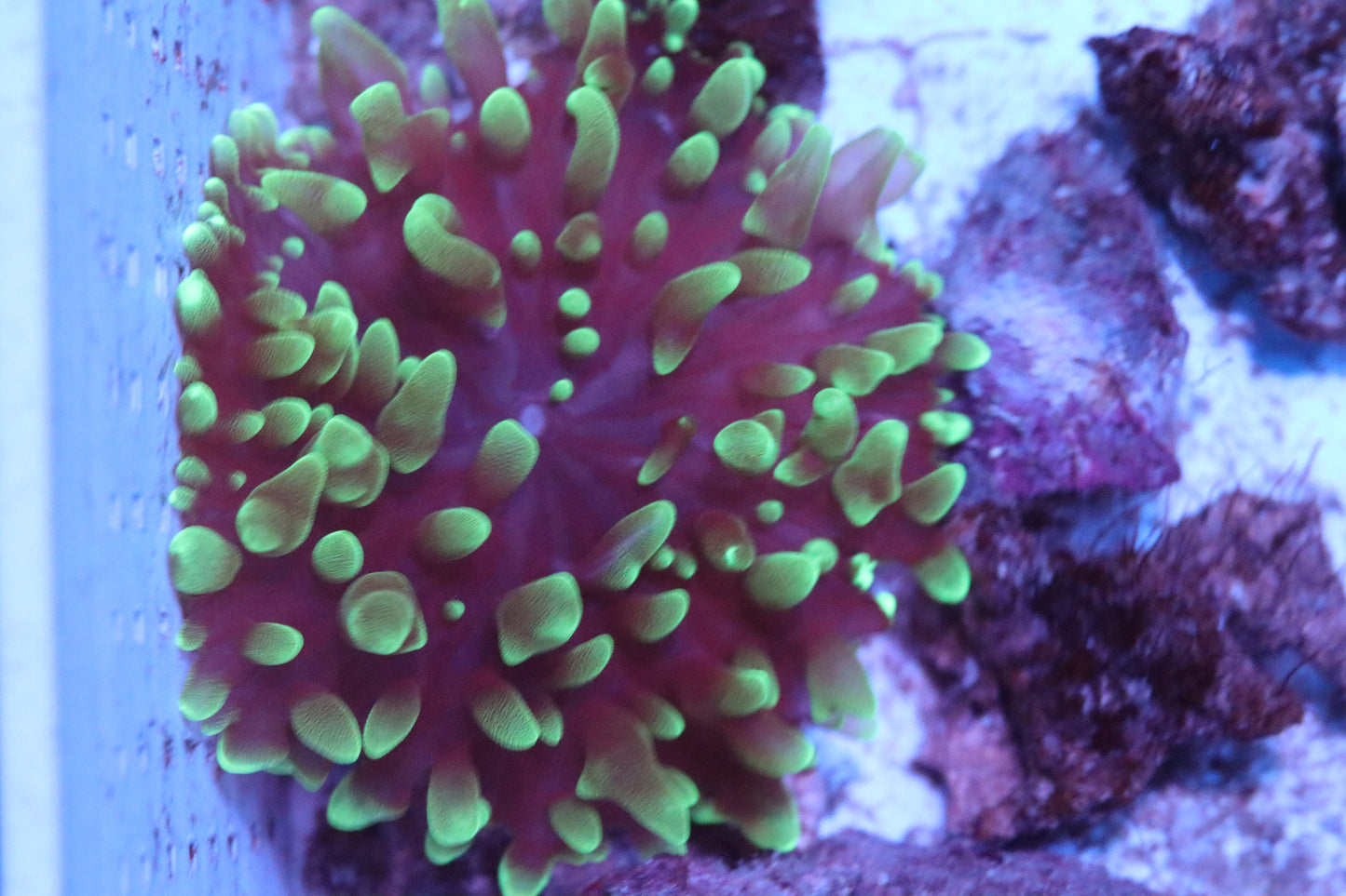 Kryptonite Mushroom