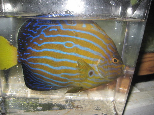 Blue Line Angel (7-8")