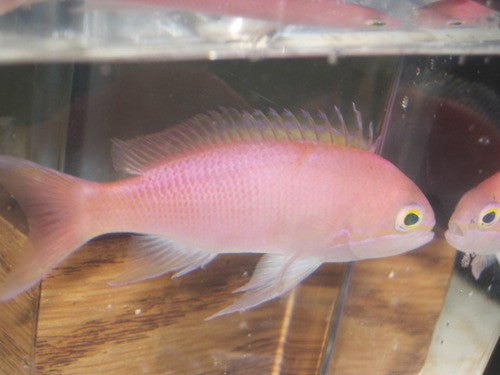 Yellow Eye Anthias