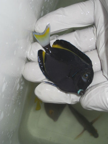 Gold Rimmed Surgeonfish-3-4"
