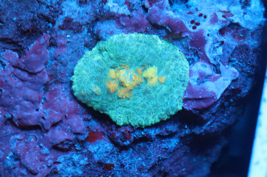 Yellow Mouth Rhodactis Mushroom