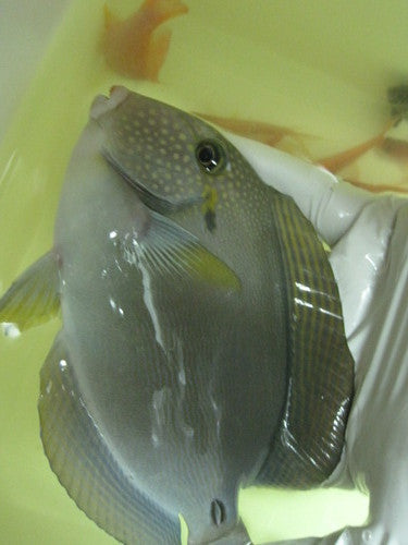 White Freckeled (maculiceps) Tang (4")