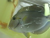 White Freckeled (maculiceps) Tang (4")