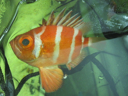 Popeye Catalufa Soldierfish (5")