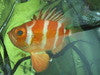 Popeye Catalufa Soldierfish (5")