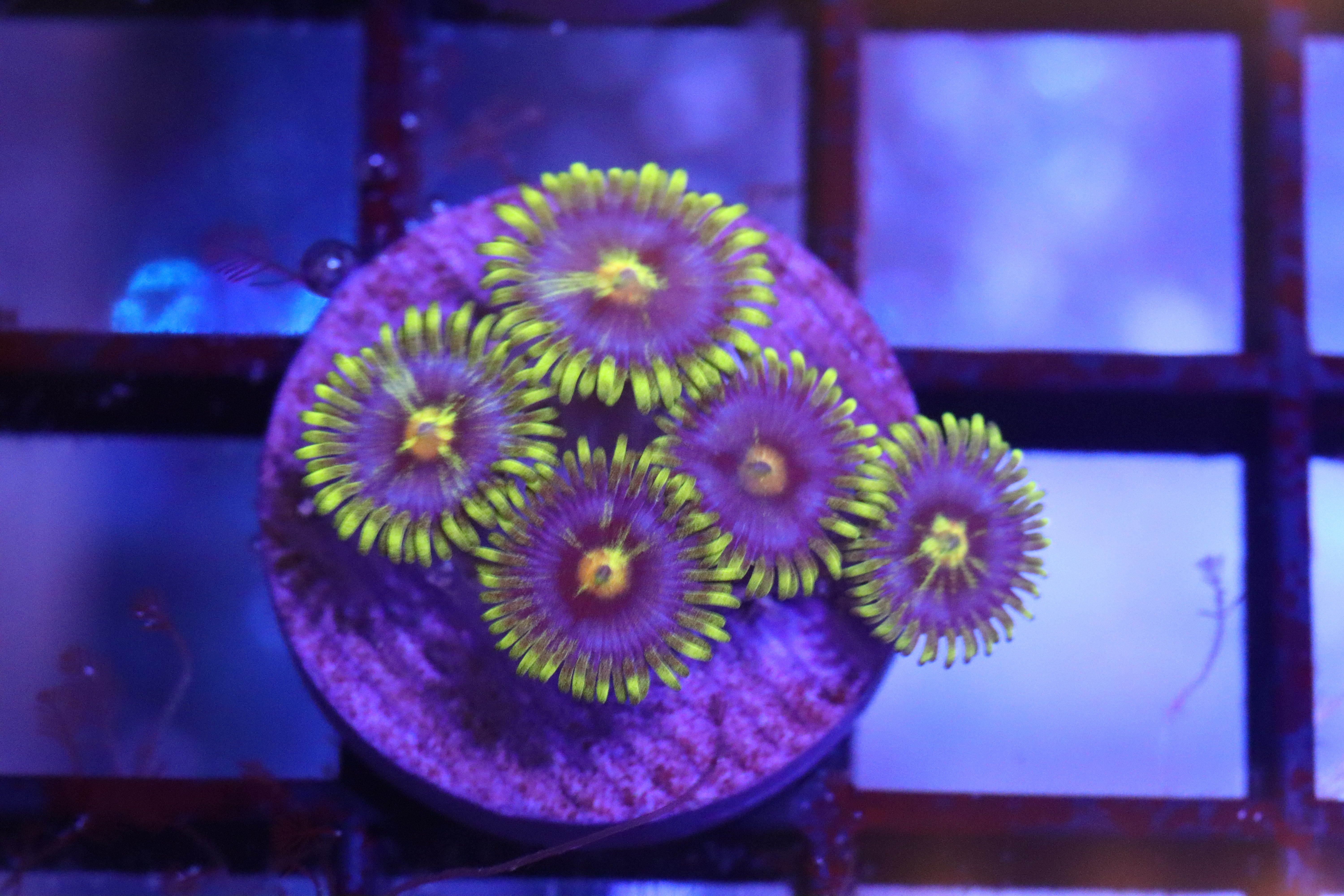 Yellow Skirt Zoa – NYAquatic