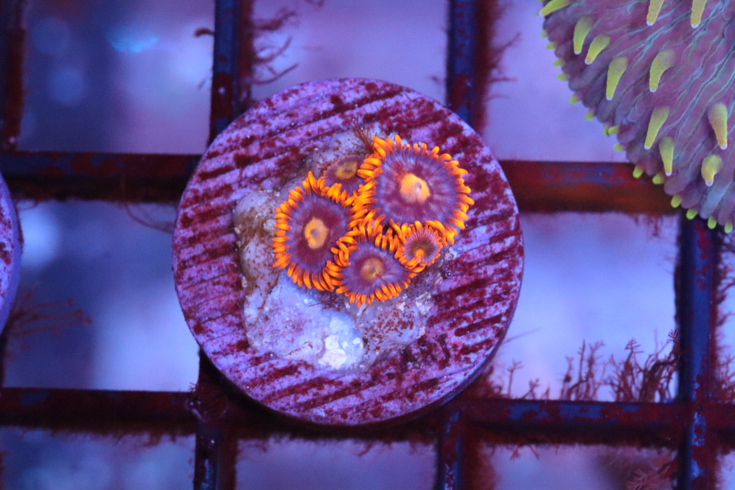 Orange Skirt Zoa