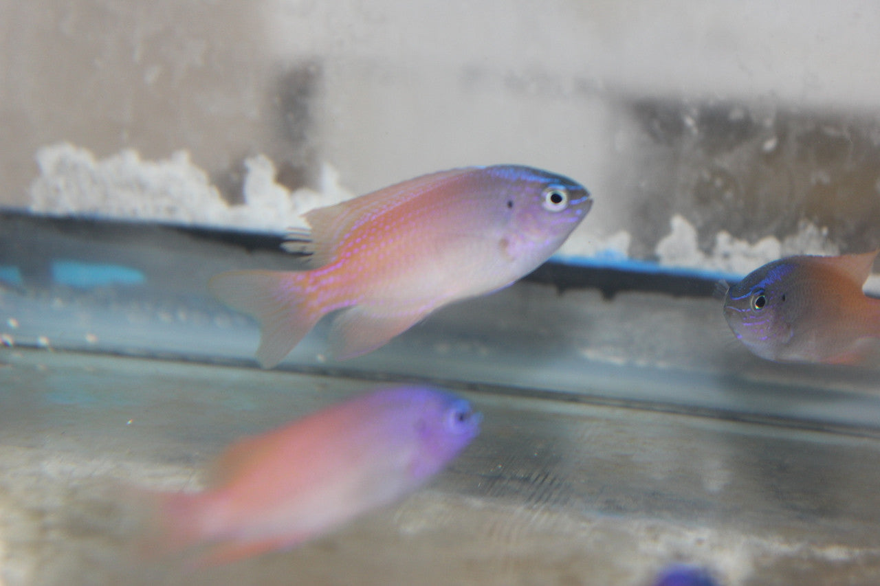 Pink Smith Damsel | Pomacentrus smithi