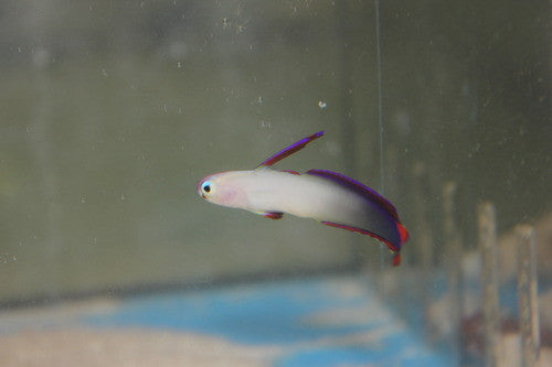 Exquisite Purple Firefish Goby