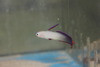 Exquisite Purple Firefish Goby