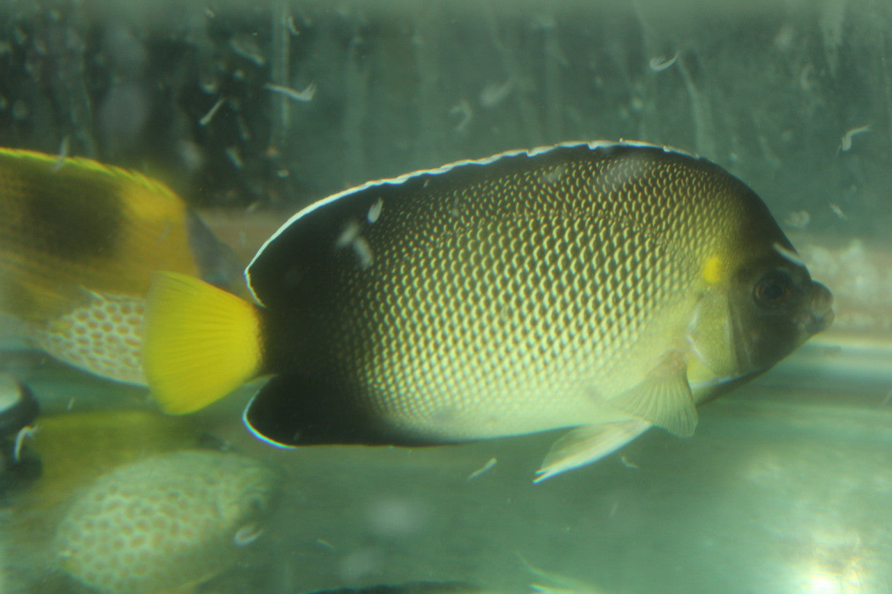 Xanthurus (cream) Angelfish (2-3")