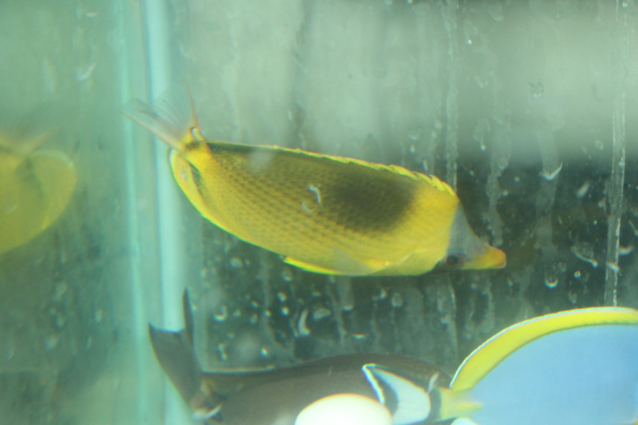 Dotted Butterflyfish (Chaetodon semeion)