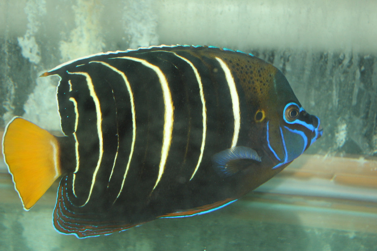 Chrysurus Angel | Pomacanthus Chrysurus (8-9" Streamer Male)
