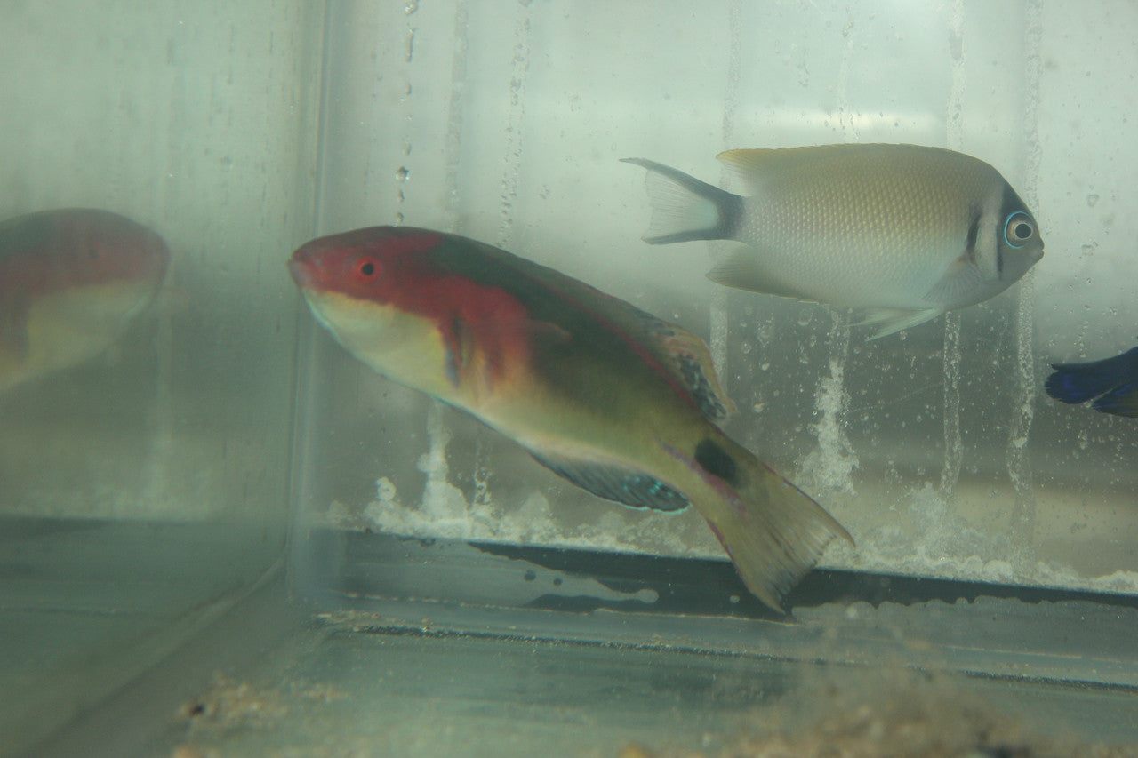 Exquisite Fairy Wrasse - Male (Fiji)
