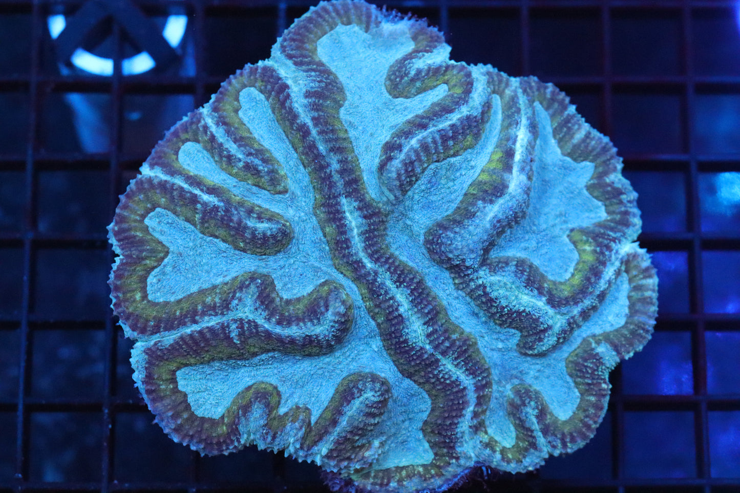 Symphyllia Brain WYSIWYG #1