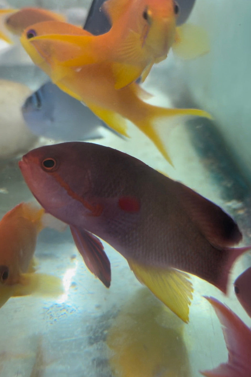 Lyretail Anthias (Tonga)-xl Male
