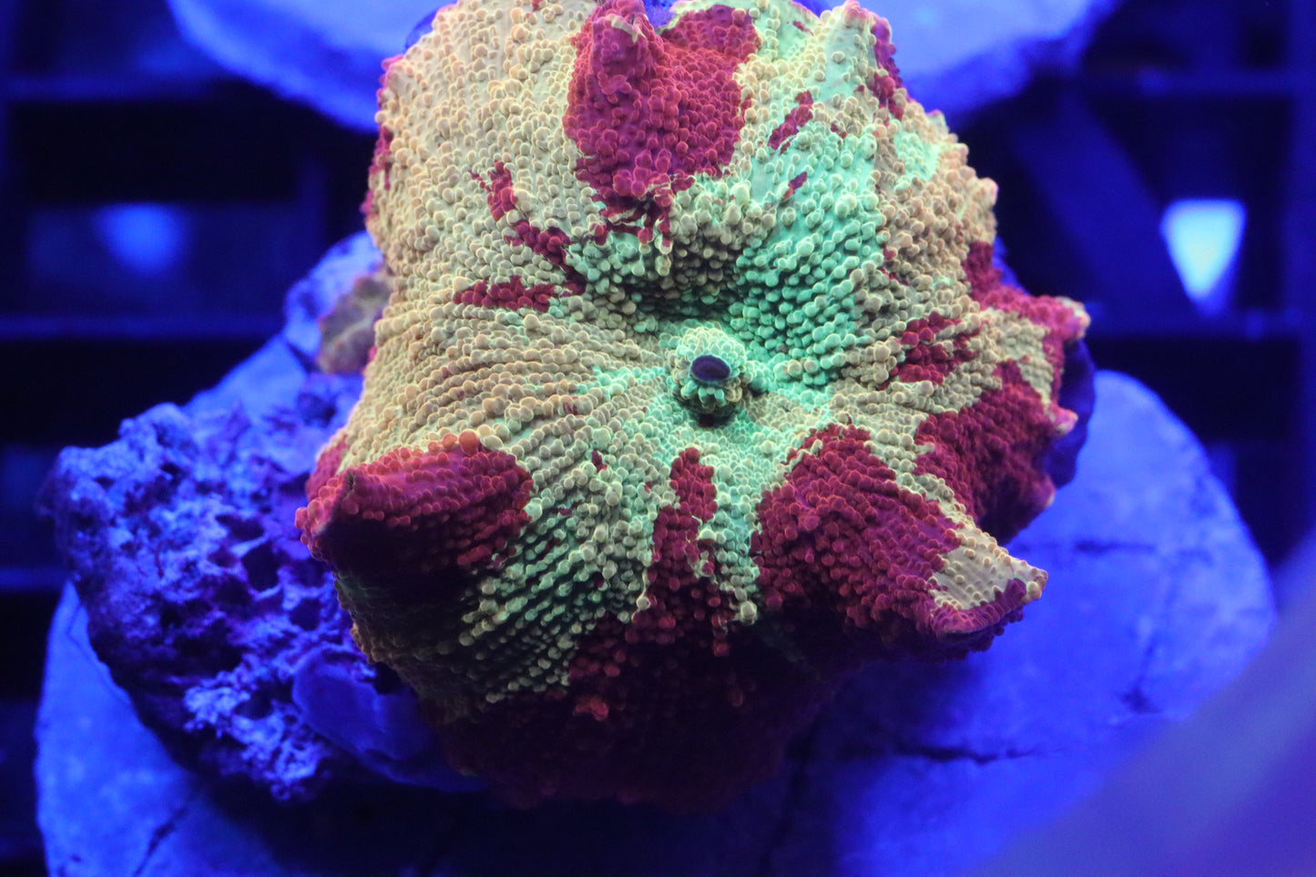 Ultra Rainbow Jawbreaker #4
