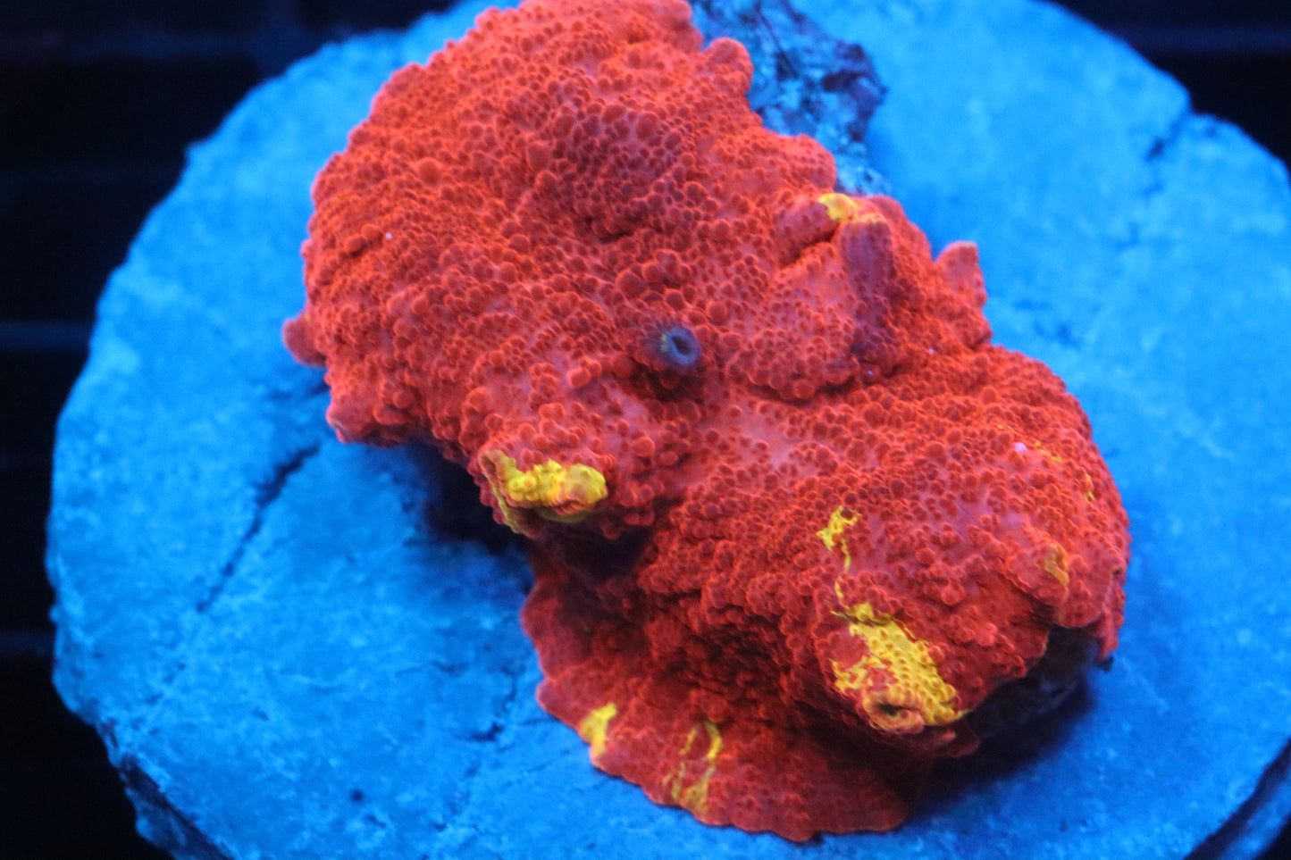 Ultra Rainbow Jawbreaker #1