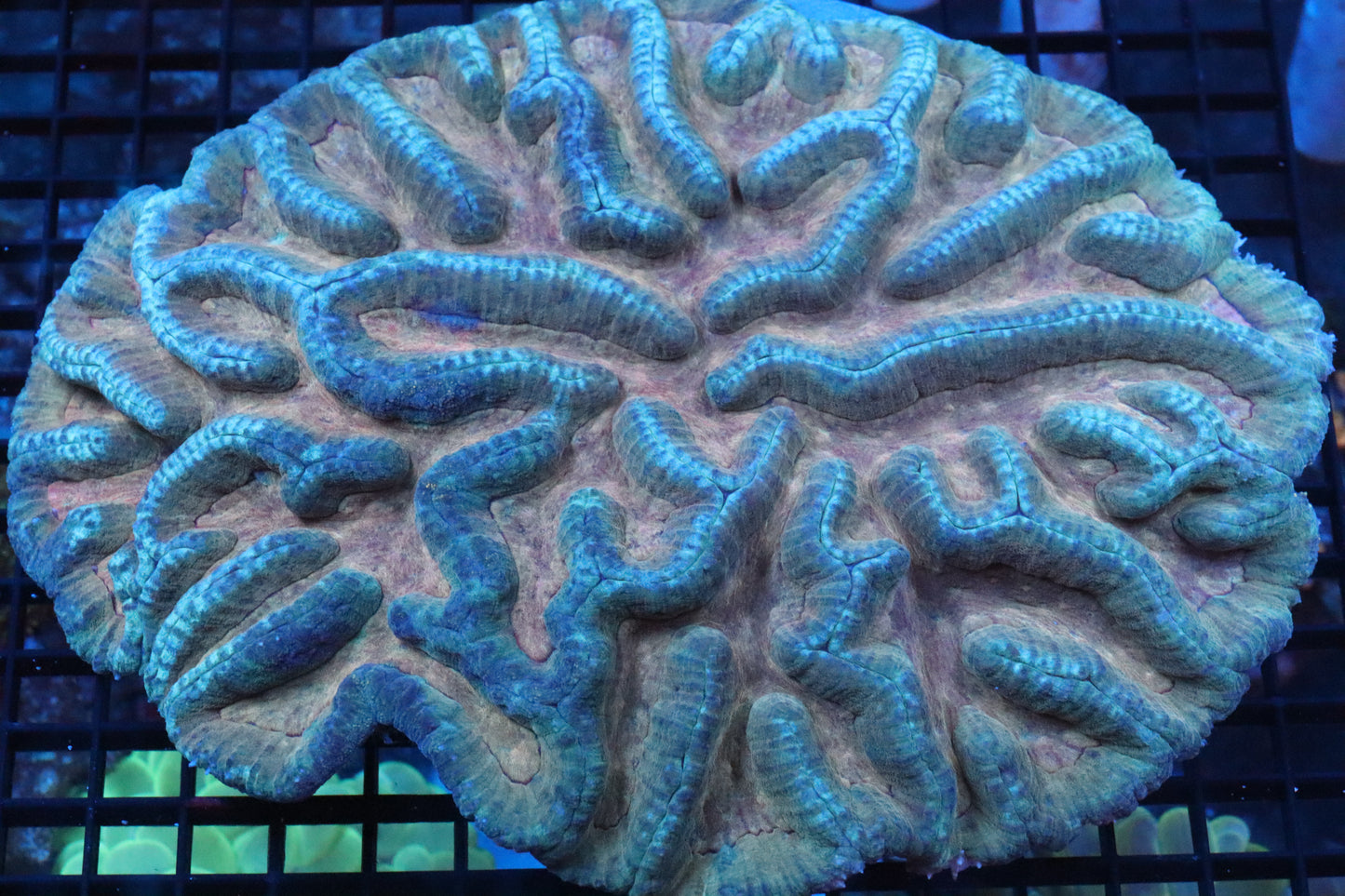 Symphyllia Brain WYSIWYG #13