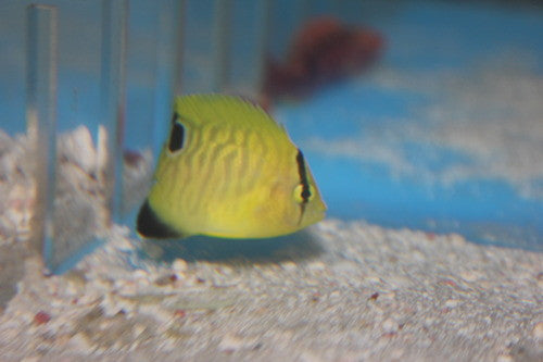 Goldflake Angel | Apolemichthys xanthopunctatus 2" Juvenile