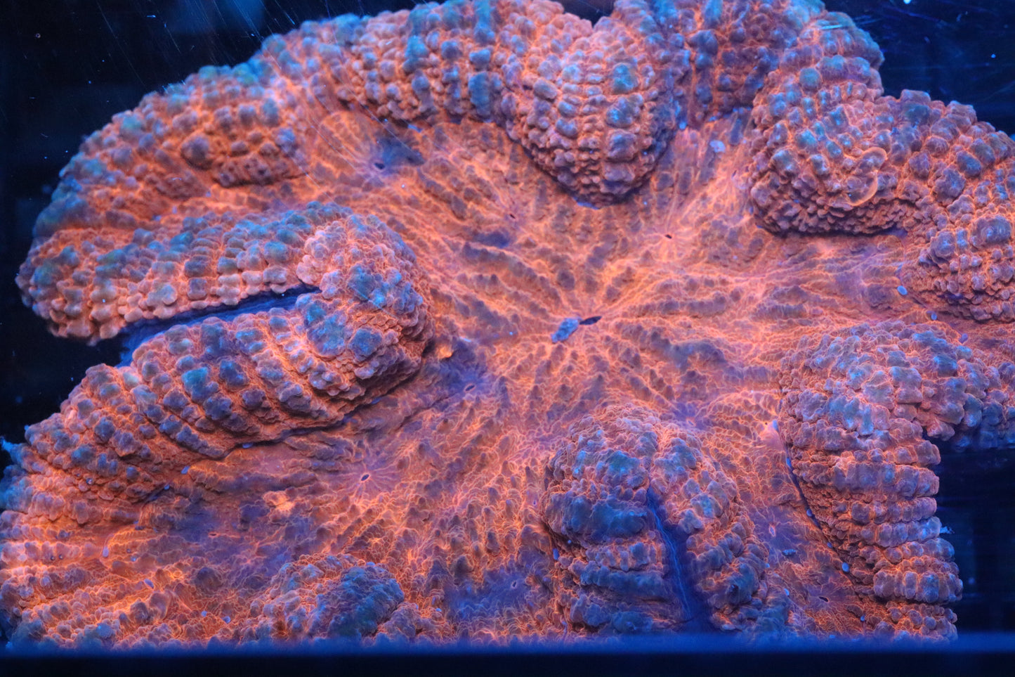 Symphyllia Brain WYSIWYG #9