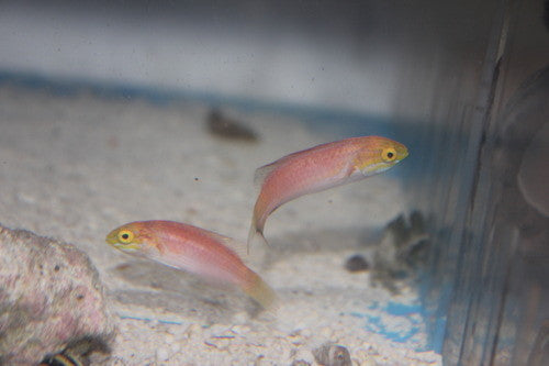 Johnson's Fairy Wrasse- PAIR