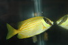 Puellis Rabbitfish