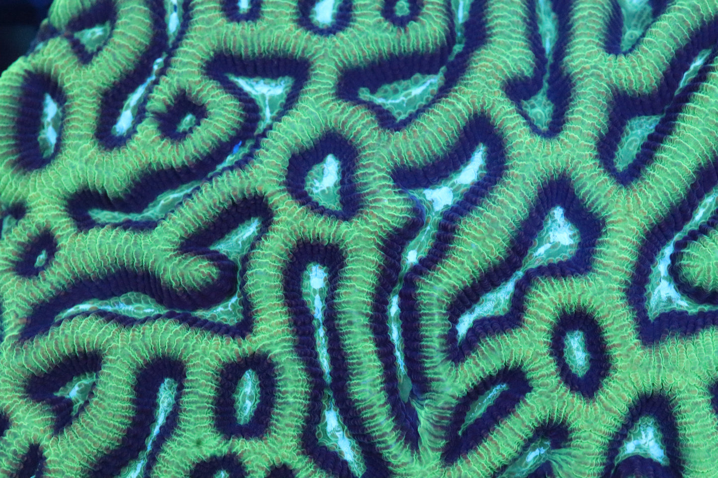 Blue/Green Platygyra (81)