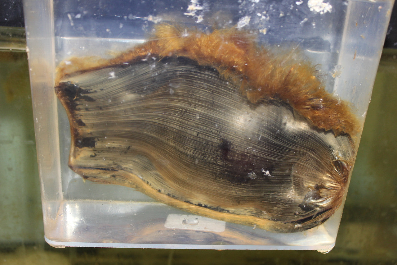 Zebra Shark Egg (stegostoma fasciatum)