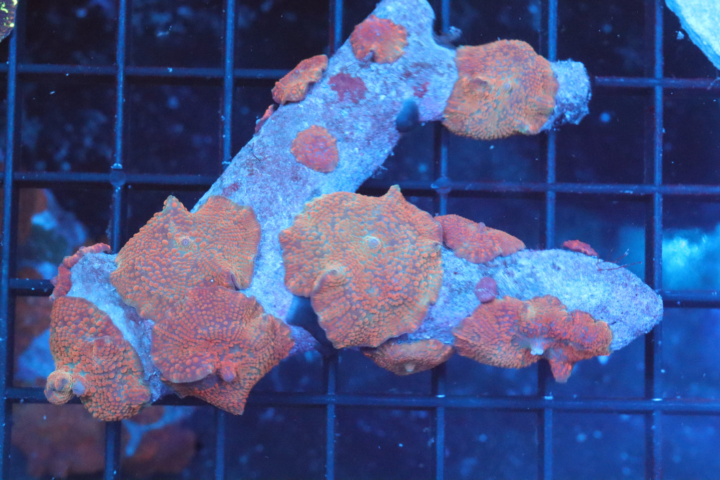 Sunrise Discosoma Mushroom Colony