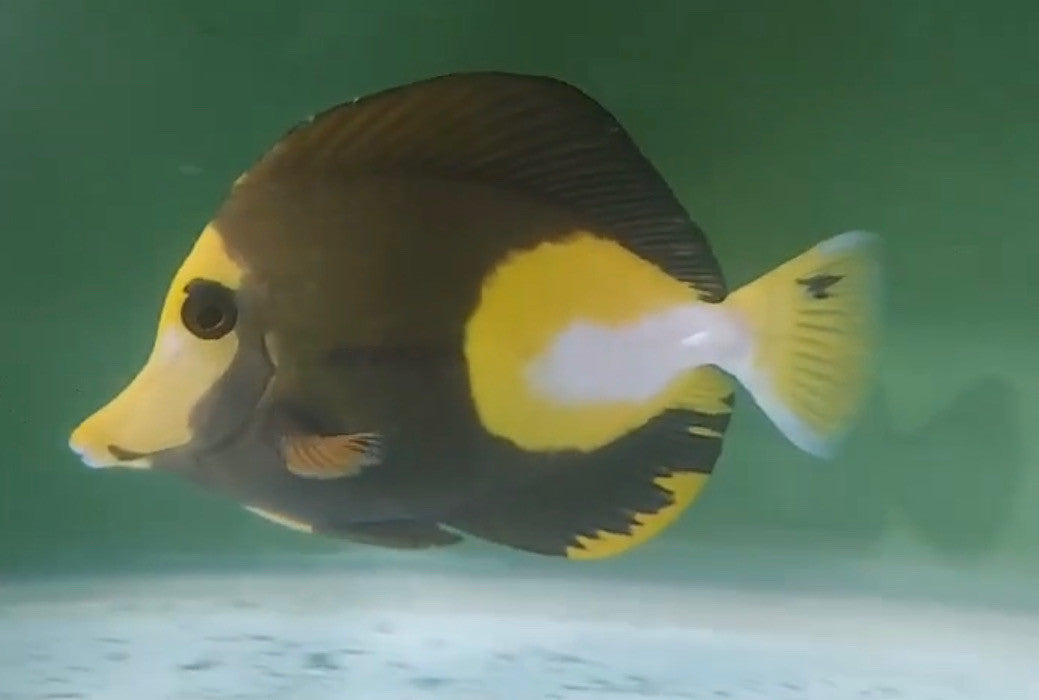 Tricolor Scopas Tang (5-6" WYSIWYG)