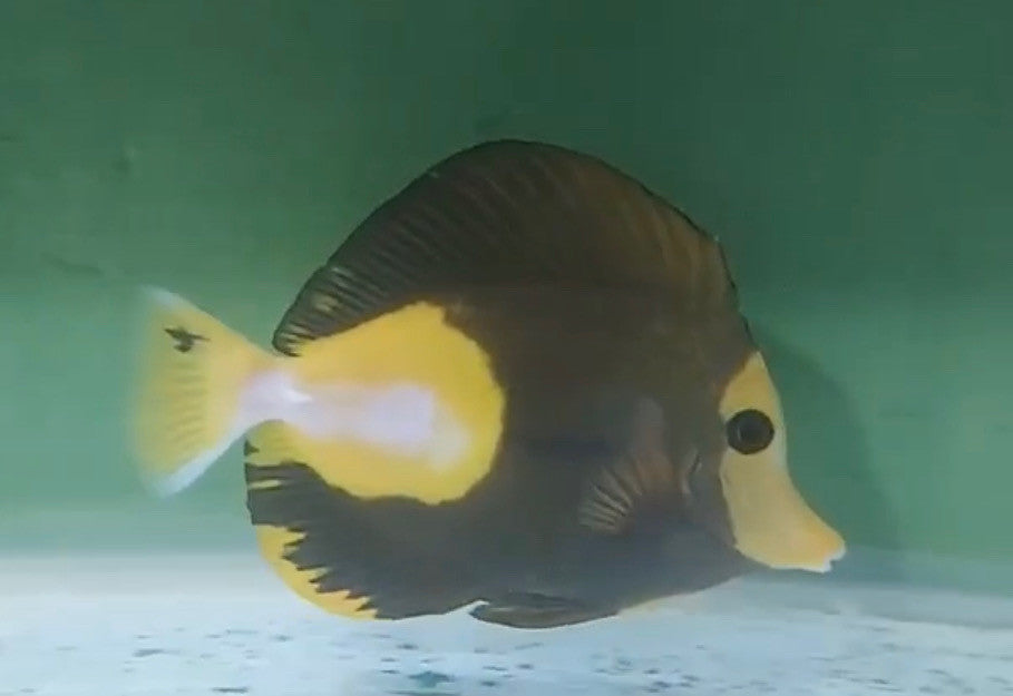 Tricolor Scopas Tang (5-6" WYSIWYG)