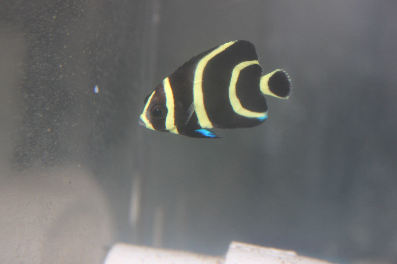 French Angelfish-Juvenile (2")