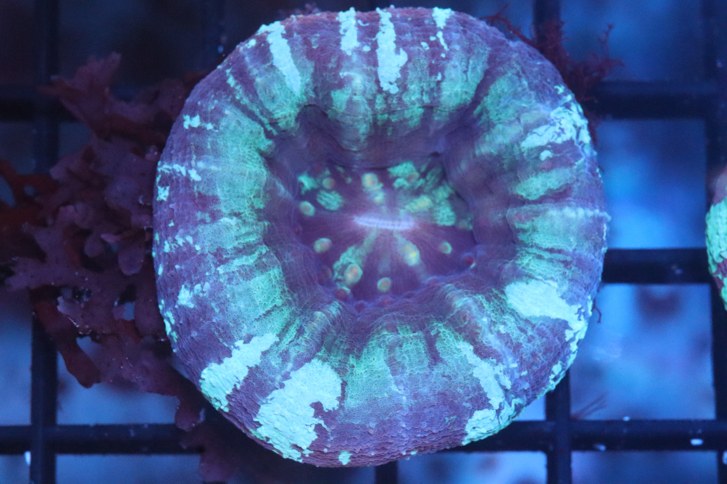 Blue Scoly 11